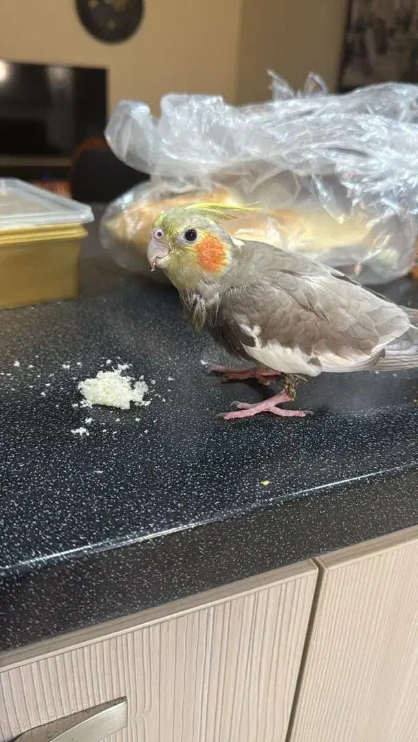 گم‌شده|پرنده|بوشهر, |دیوار