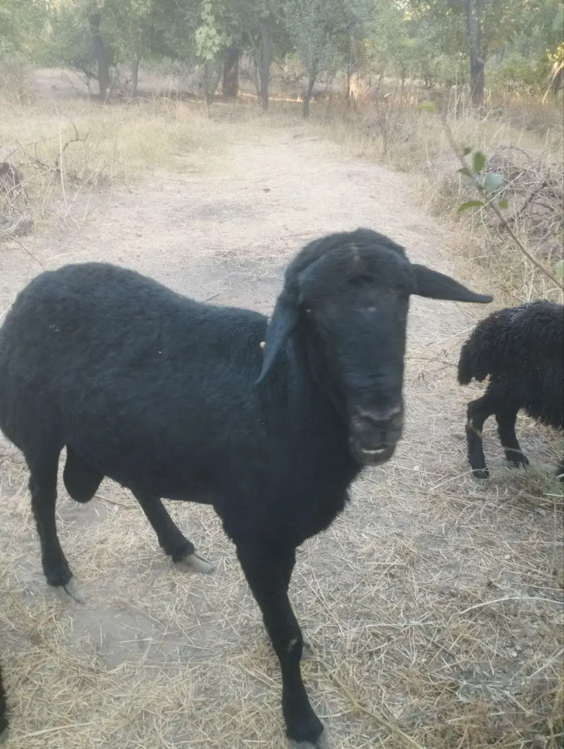 گوسفند قوچ قره قزل|حیوانات مزرعه|خرمدره, |دیوار