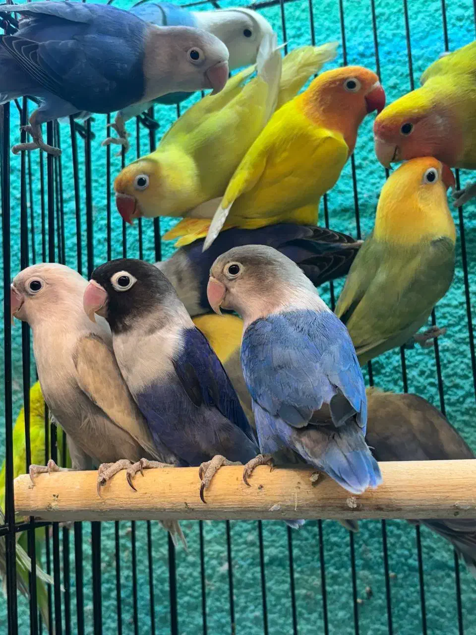 طوطی برزیلی مولد در رنگ های خاص|پرنده|قائمشهر, |دیوار