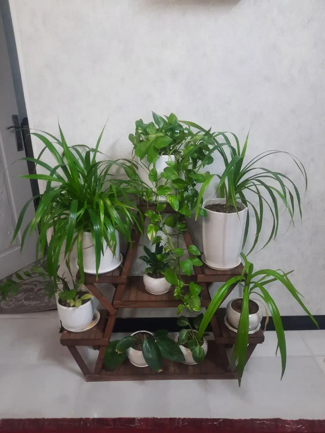 گل گلدان|گل و گیاه طبیعی|شیراز, کوشک میدان|دیوار