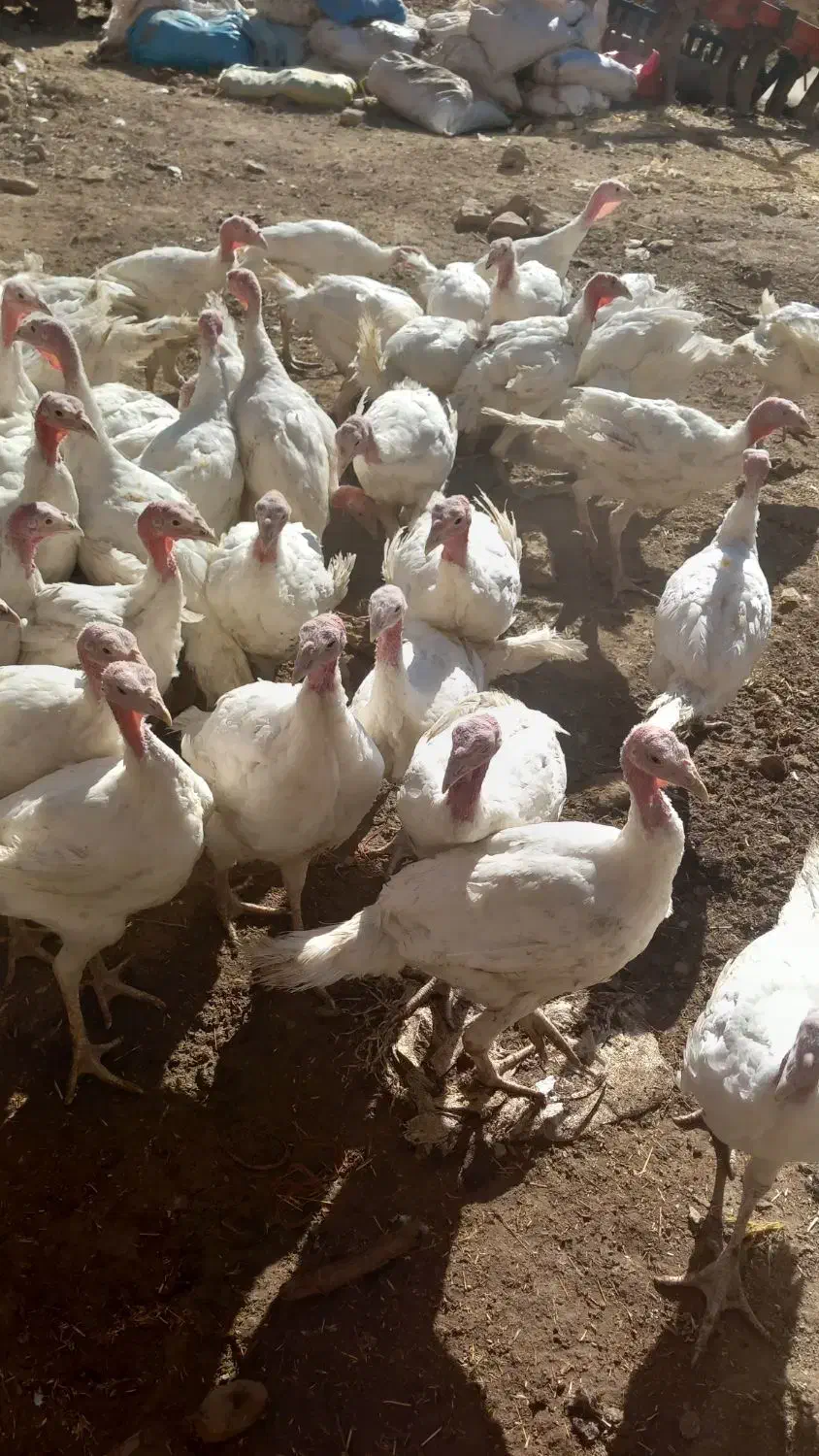 بوقلمون|حیوانات مزرعه|دهگلان, |دیوار