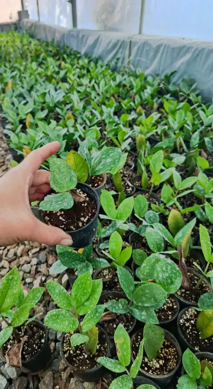 فروش گل زامیفولیازامفولیا|گل و گیاه طبیعی|بابل, |دیوار