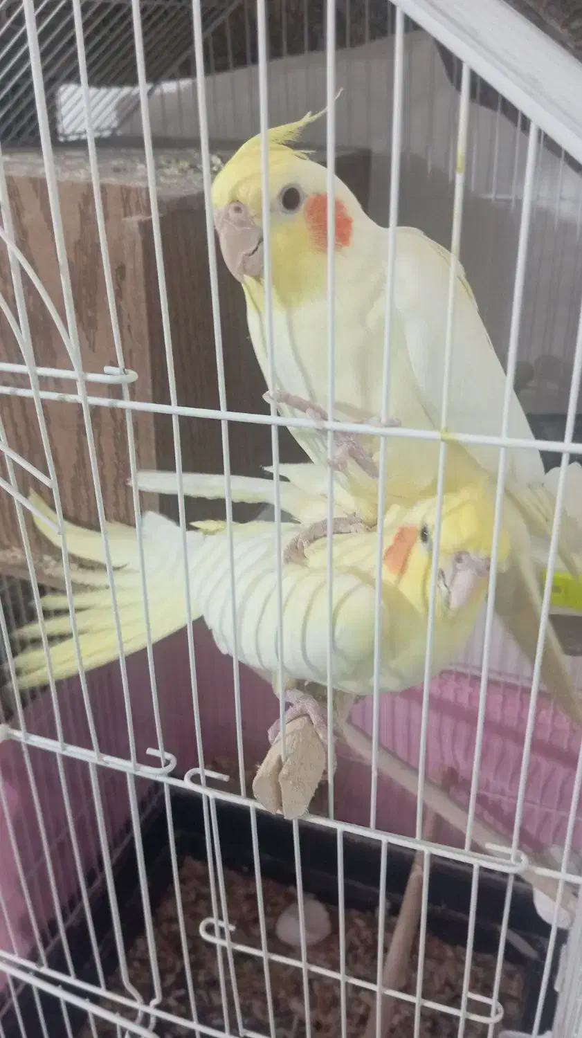 فروش|پرنده|گرمسار, |دیوار