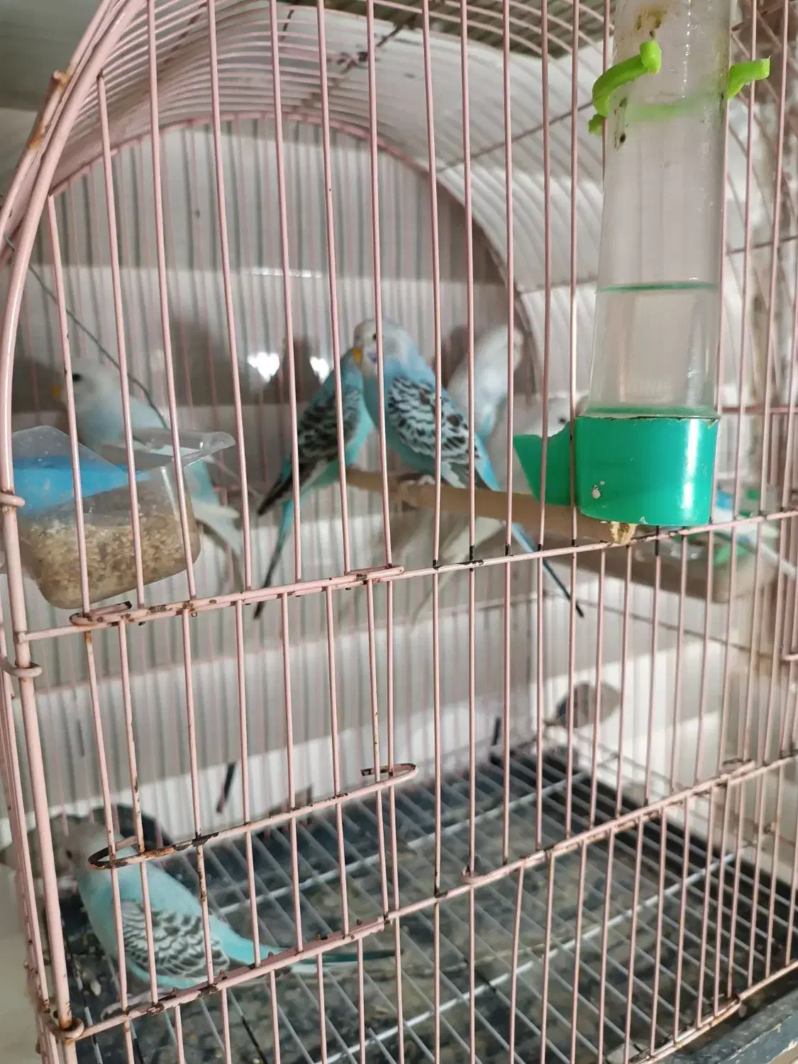 مرغ عشق|پرنده|رشت, پل تالشان|دیوار