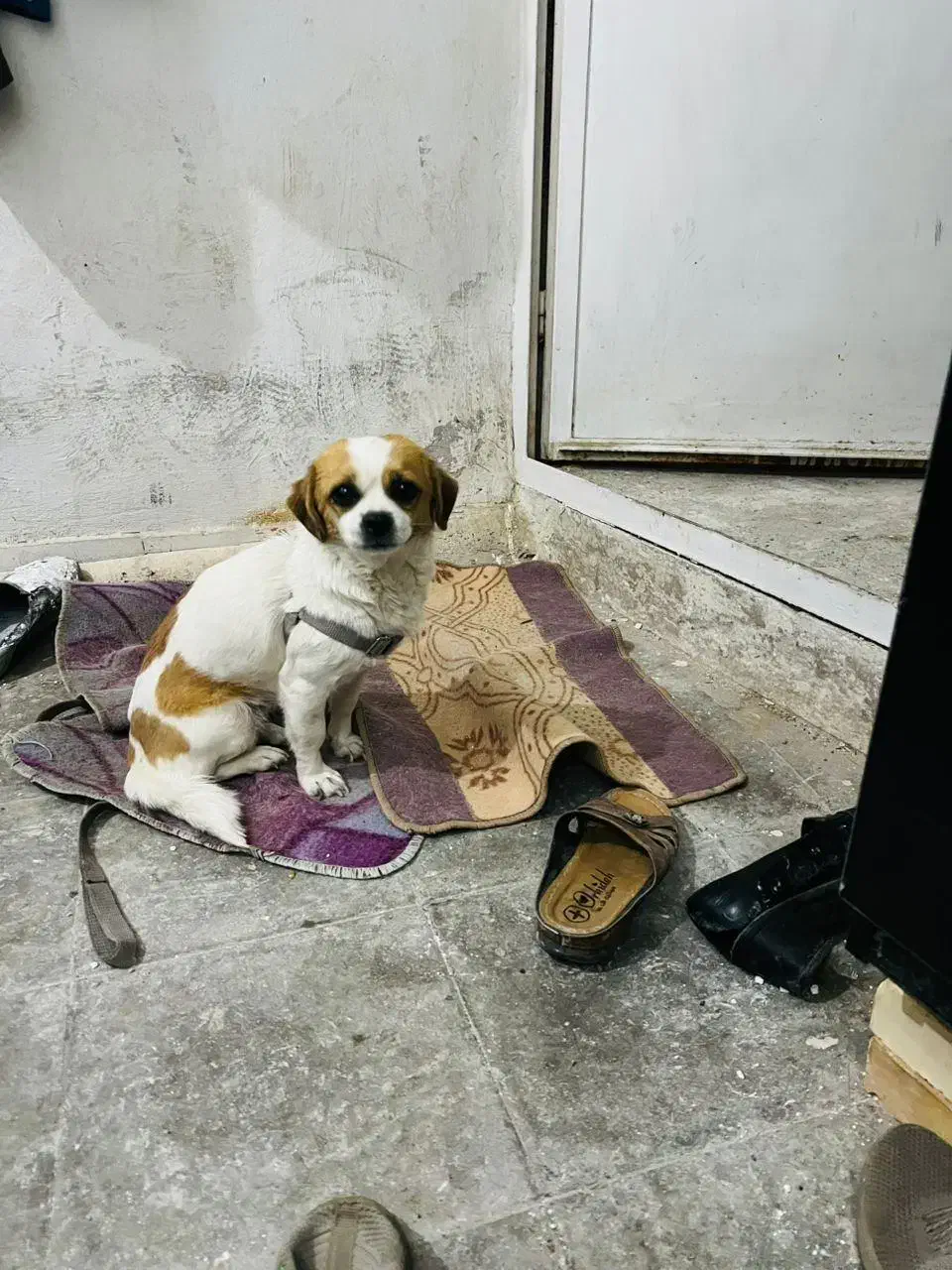 سگ سیتزو|سگ|زرند, |دیوار