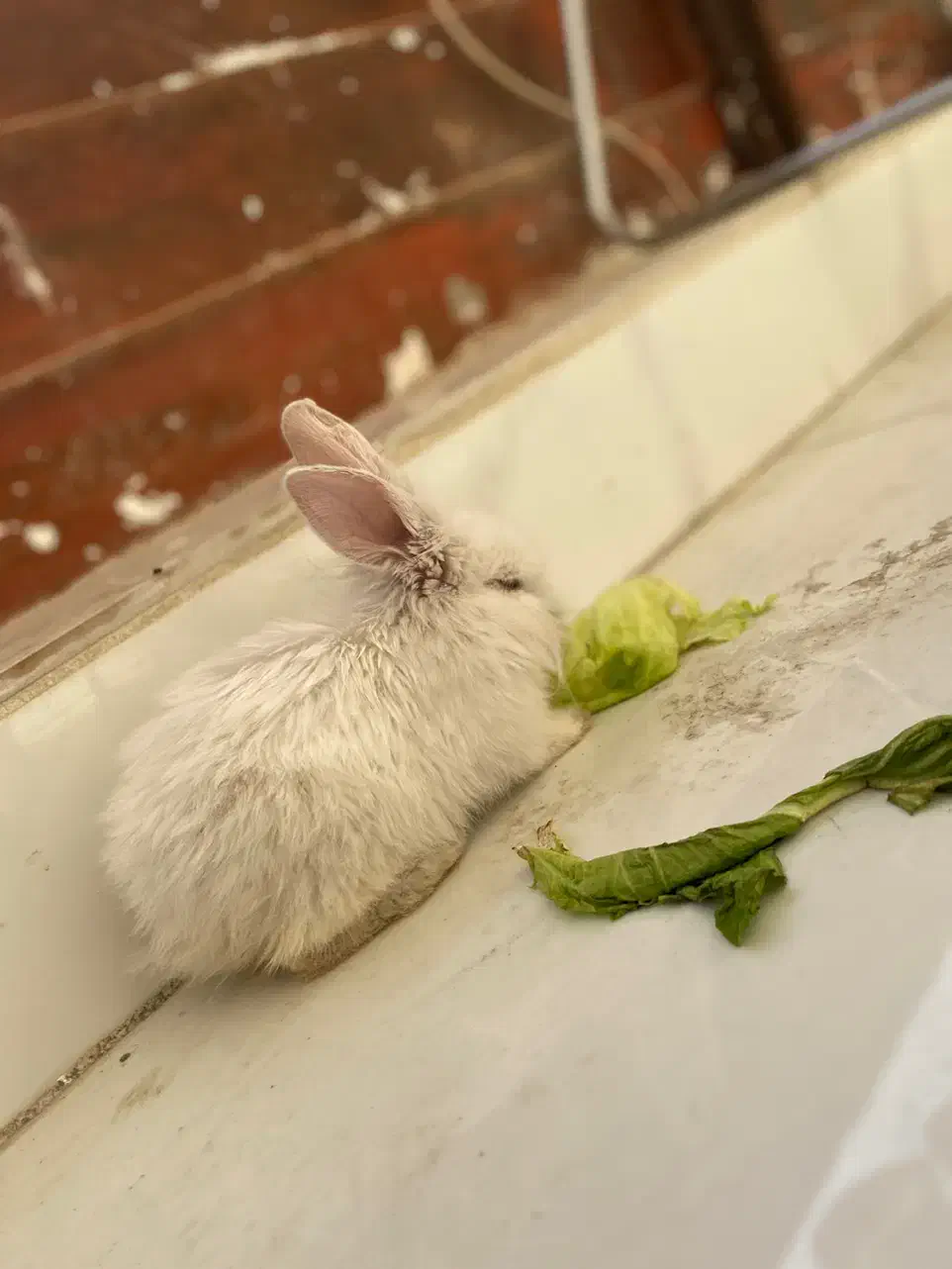 خرگوش|موش و خرگوش|کرمانشاه, |دیوار