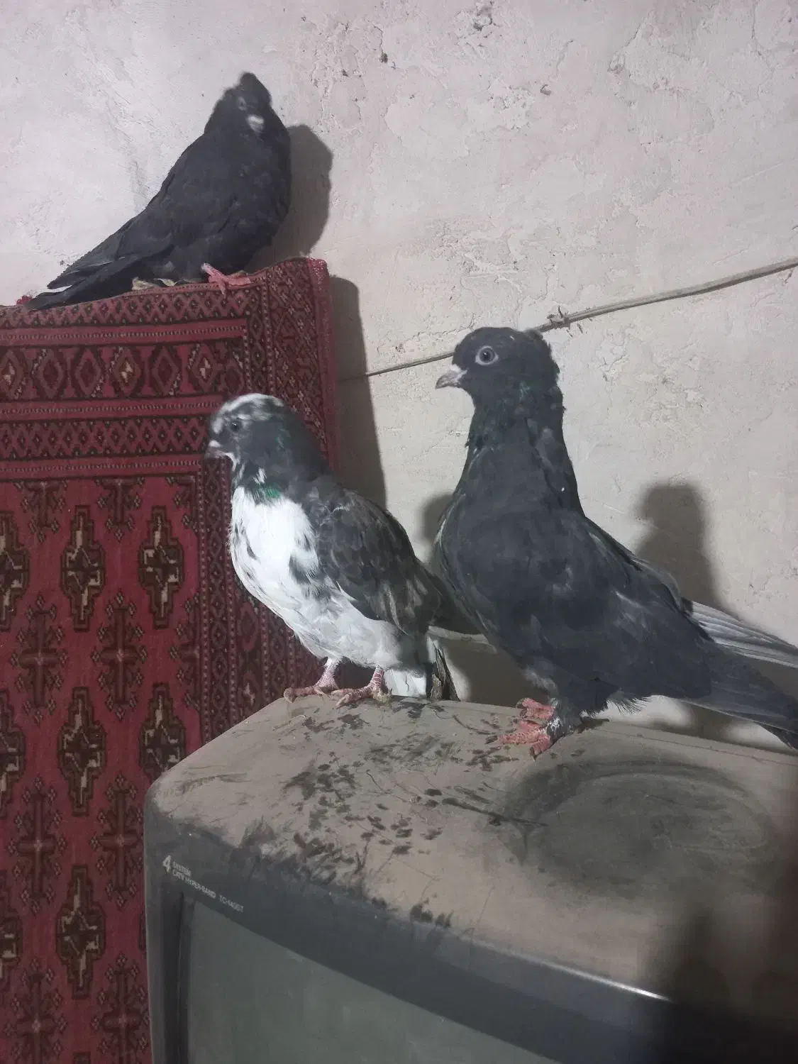 کفتر|پرنده|شاهرود, |دیوار