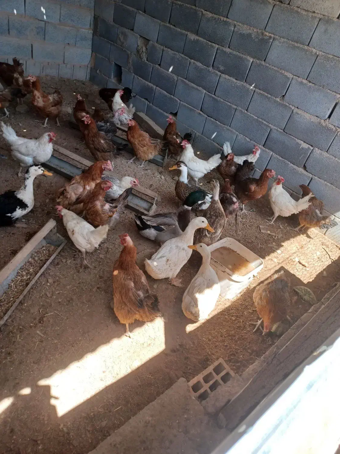 اردک سالمو چاق معاوضه با کفتر|پرنده|شهرضا, |دیوار