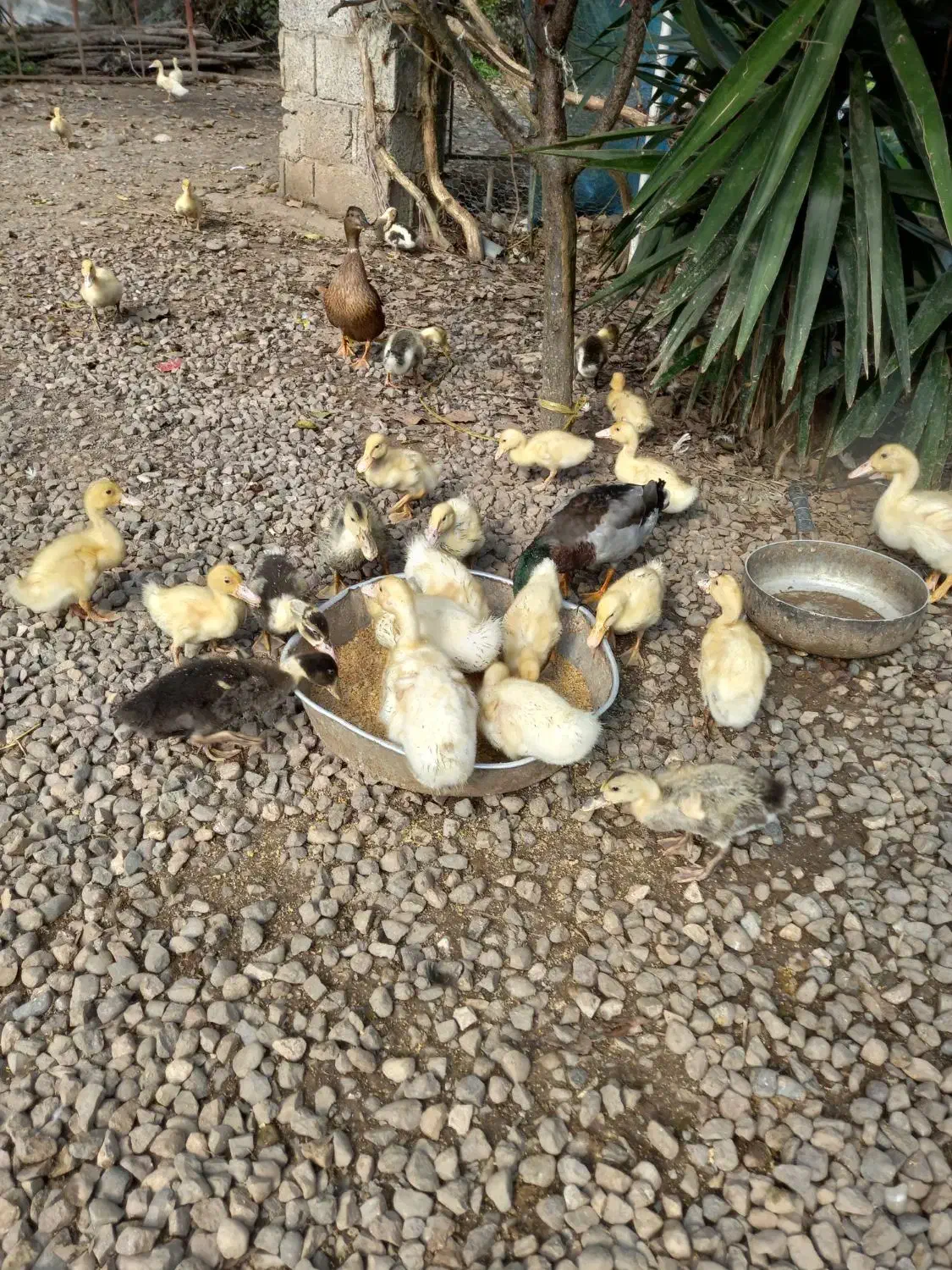 چوجه اردک یک‌ماه نژاد گوشتی و تخمگذار|حیوانات مزرعه|رودبنه, |دیوار