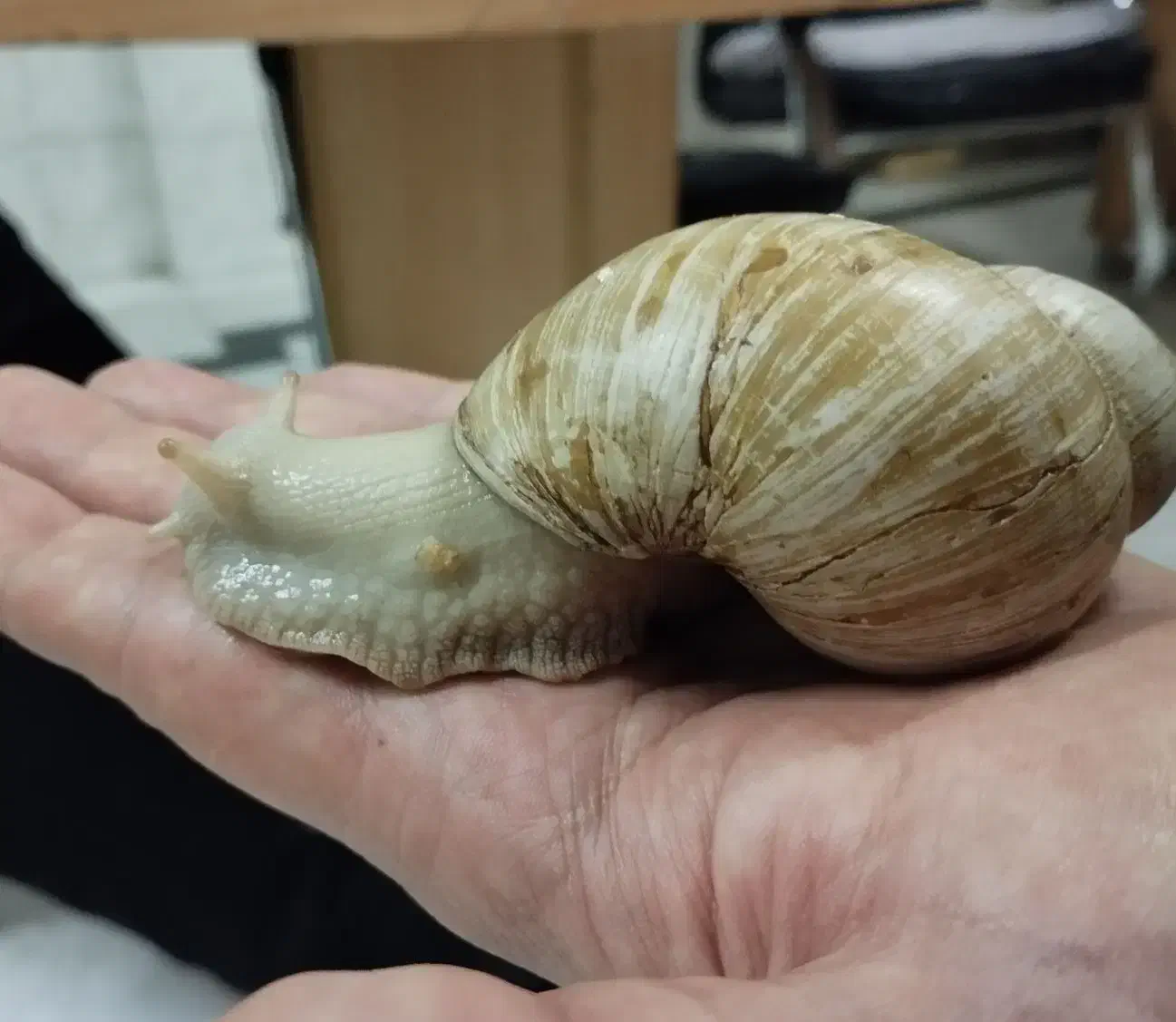 حلزون نژاد آفریقایی|خزنده|ارومیه, |دیوار