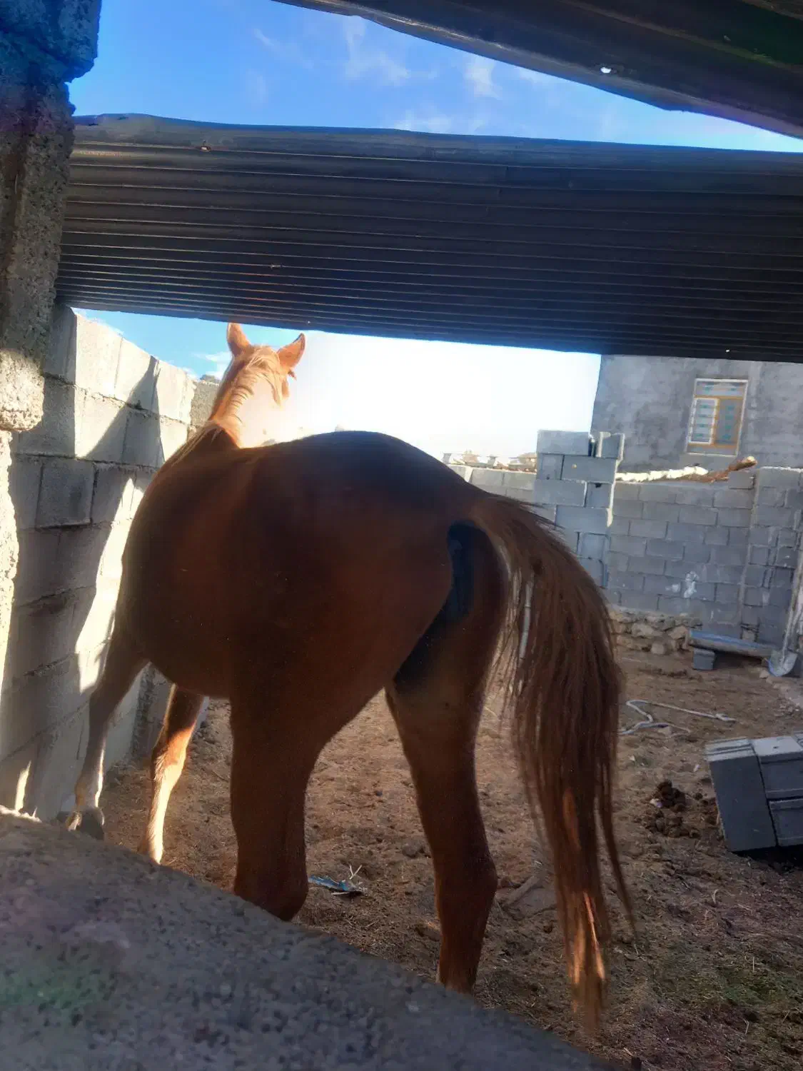 مادیون|اسب و تجهیزات اسبسواری|یاسوج, |دیوار