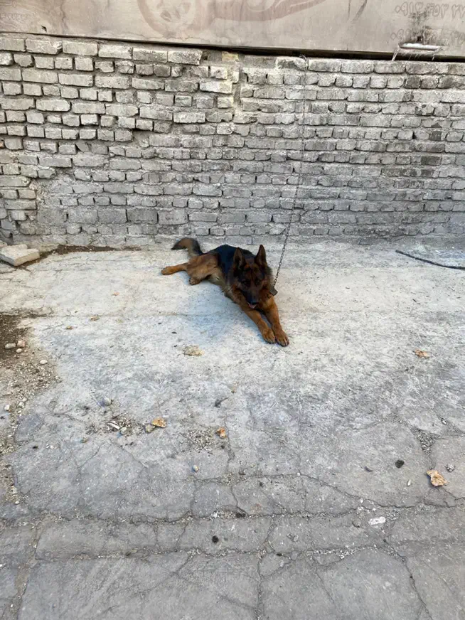 سگژرمن|سگ|یزد, |دیوار