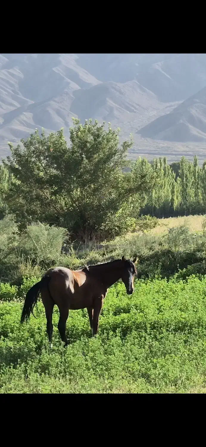 اسب نریان|اسب و تجهیزات اسب‌سواری|گلباف, |دیوار