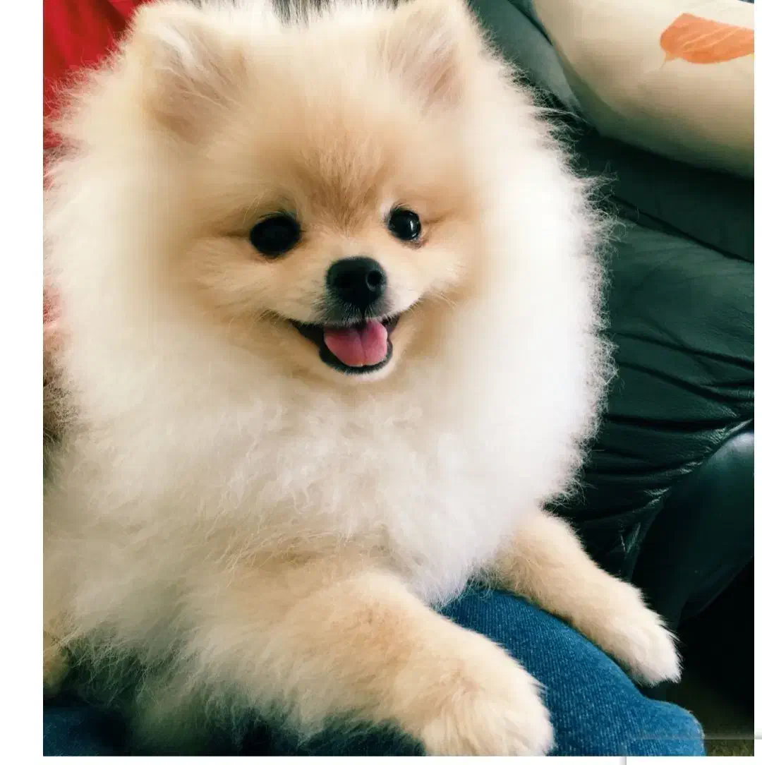 پانسیون خانگیه پودی|خدمات پیشه و مهارت|فردیس, شهرک ناز|دیوار