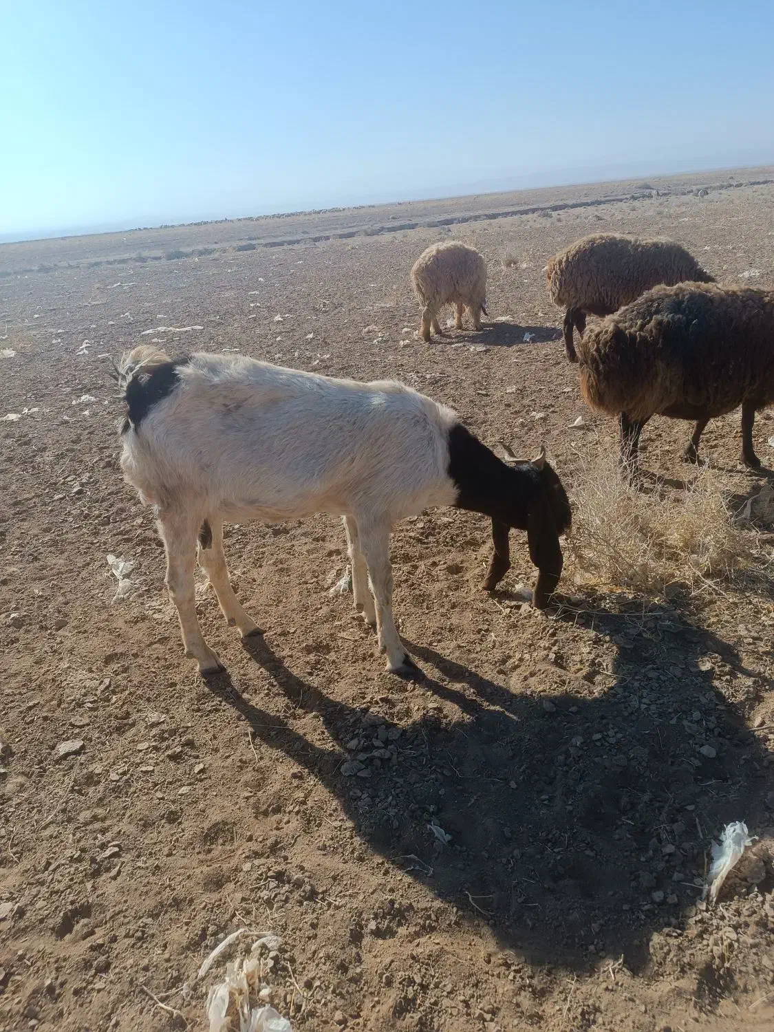 بز نژاد دار|حیوانات مزرعه|بوژگان, |دیوار