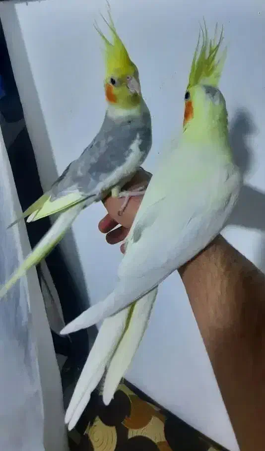 عروس هلندی مولدسوپرتاج دستی سخنگو.سهره.انگشترقناری|پرنده|کرمانشاه, |دیوار