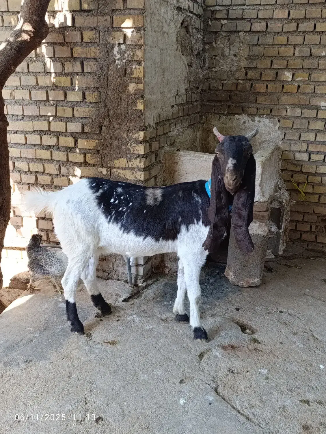 حیوانات|حیوانات مزرعه|ایذه, |دیوار