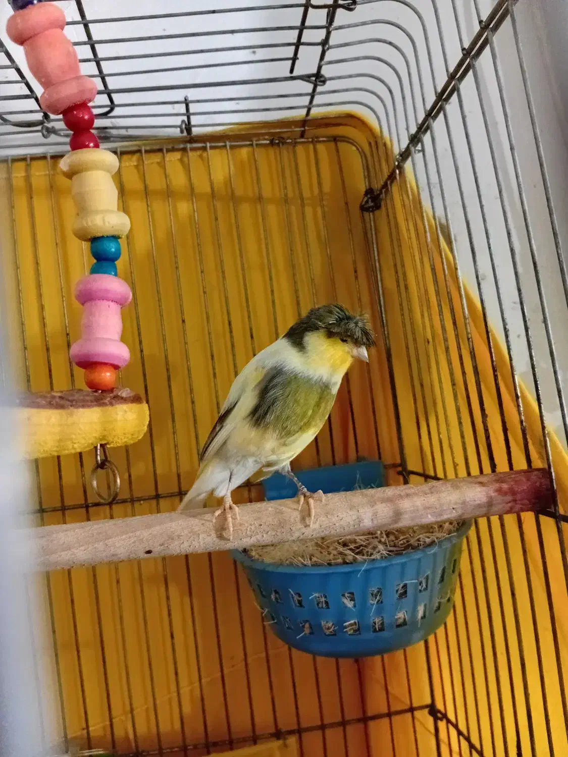 قناری نر گلدستر|پرنده|هشتگرد, سیف آباد|دیوار