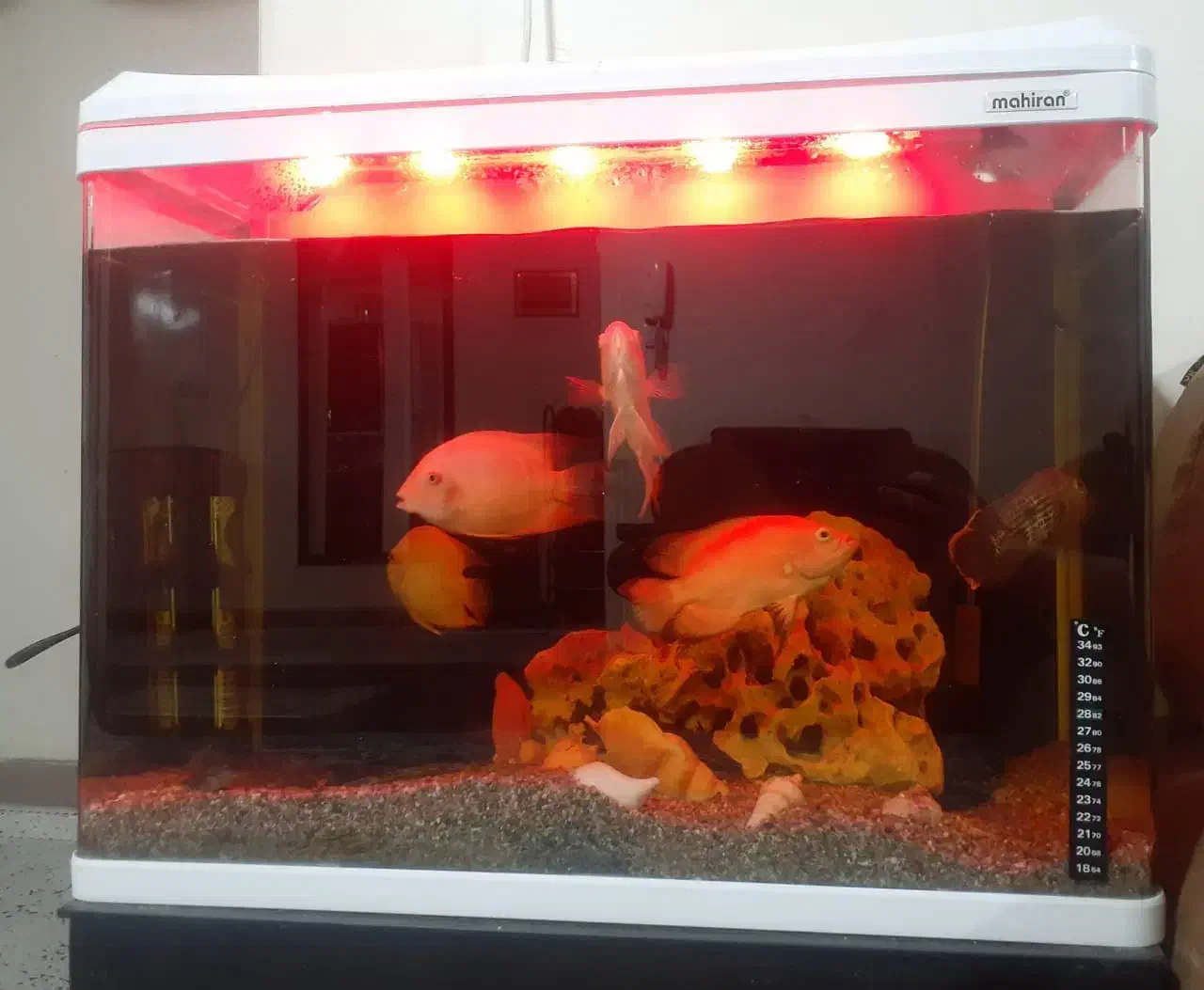 آکواریوم|کلکسیون و سرگرمی|فولادشهر, A6|دیوار