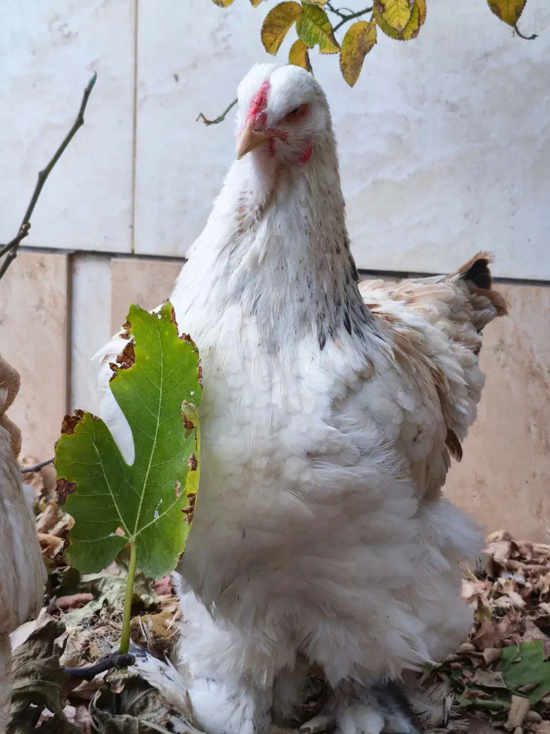 مرغ برهما|حیوانات مزرعه|تربت جام, پاسداران|دیوار