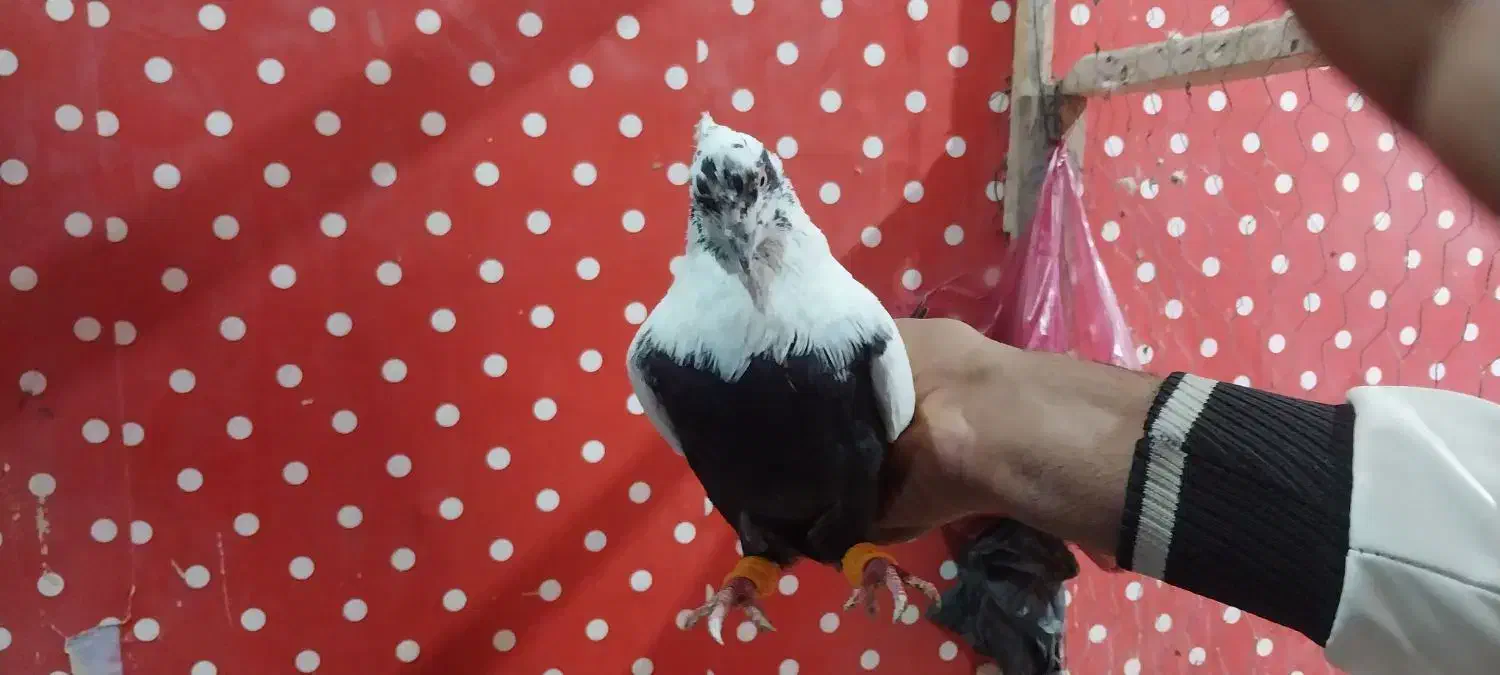 کفتر دم سیاه نر|پرنده|سوسنگرد, |دیوار