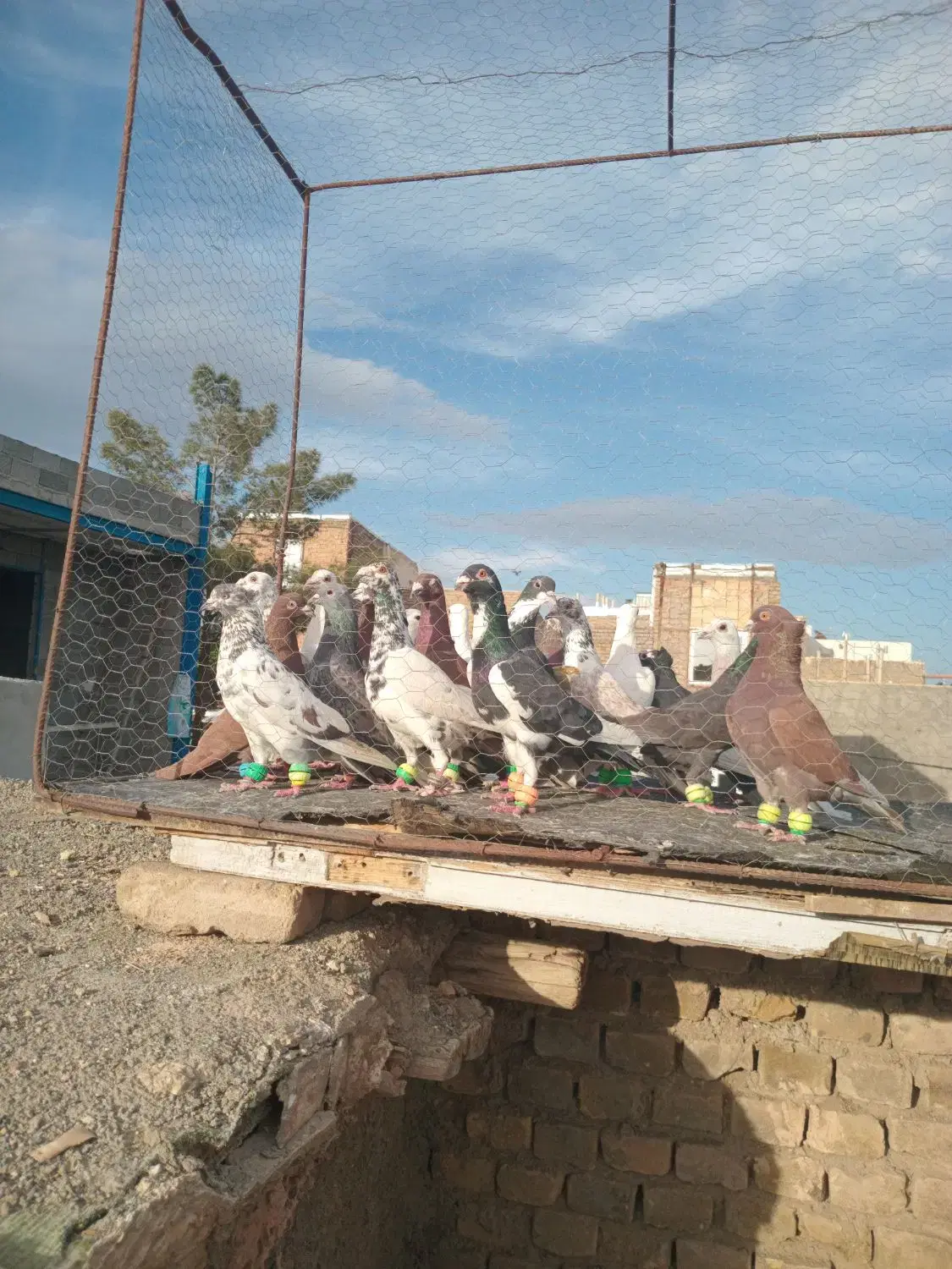 پرنده۲۵تای|پرنده|سبزوار, قدس|دیوار