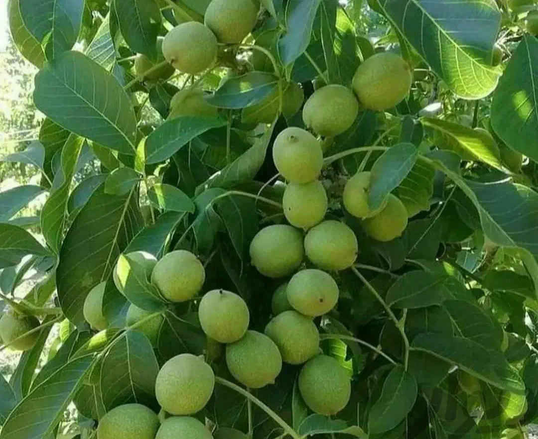 نهال تضمینی و شناسه دار|خدمات باغبانی و درختکاری|تبریز, |دیوار