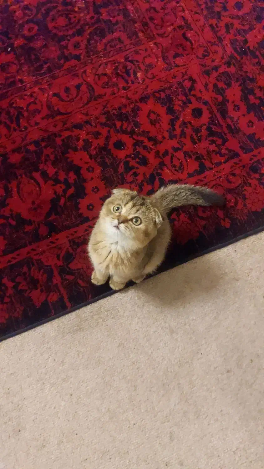 بچه گربه اسکاتیش فولد|گربه|تهران, شهرک پرواز|دیوار