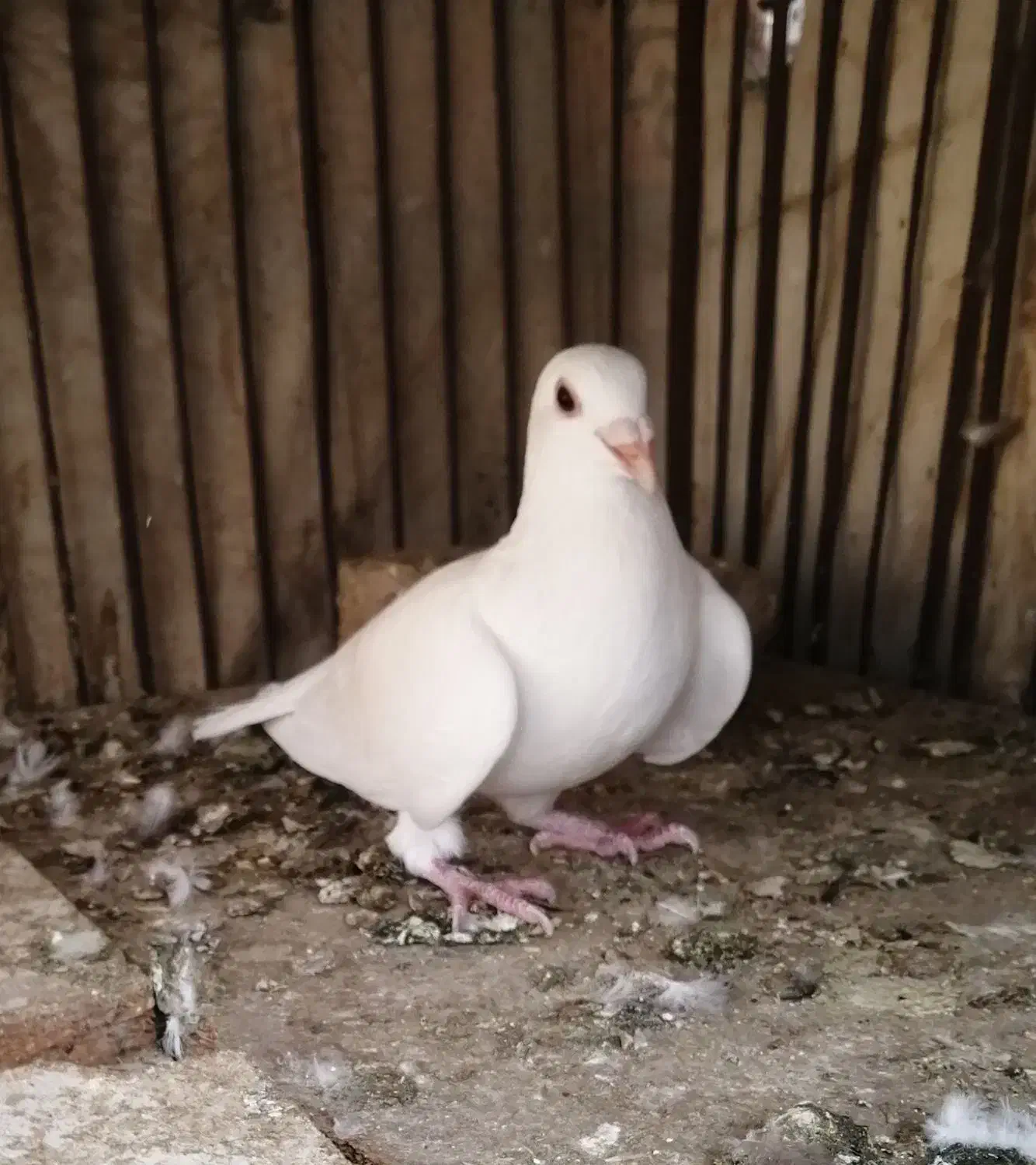 کبوتر پلاکی ماده|پرنده|کازرون, |دیوار