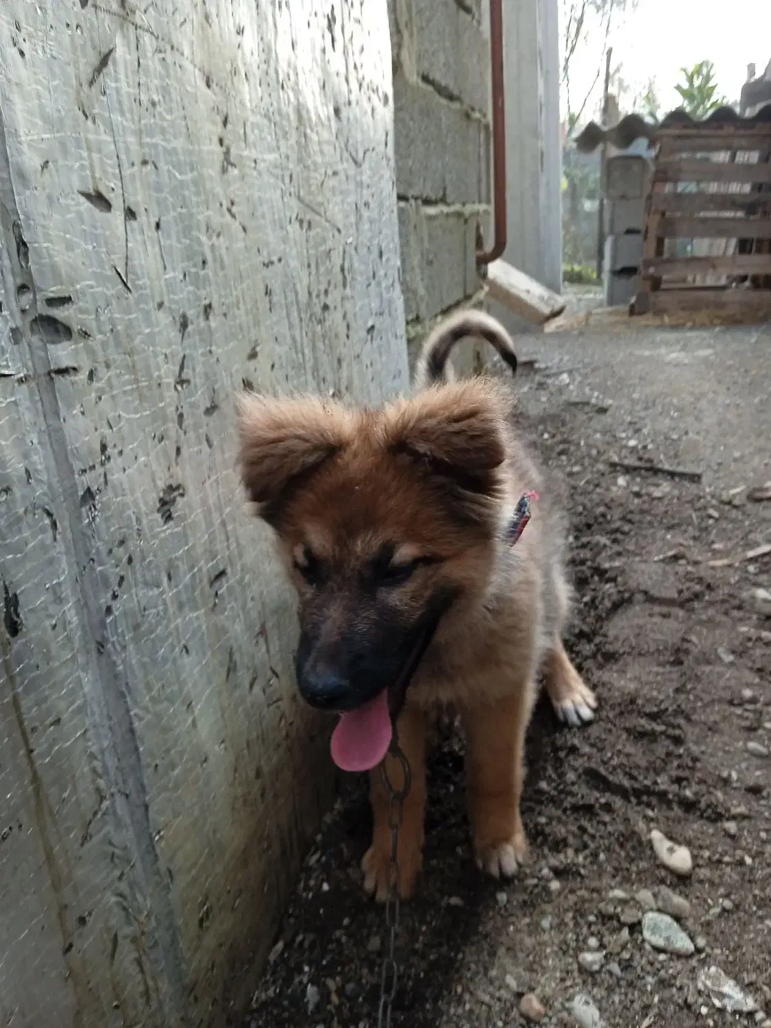 سگ .|سگ|اسالم, |دیوار