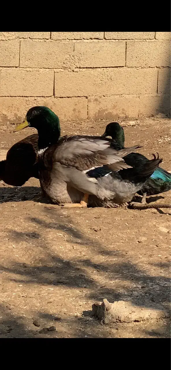 اردک روئن و کایوگا بیگ سایز و مسکویی طوسی دودی|حیوانات مزرعه|قائم‌شهر, |دیوار