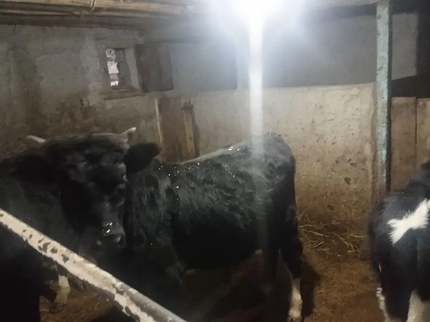 گوساله نر|حیوانات مزرعه|پل سفید, |دیوار