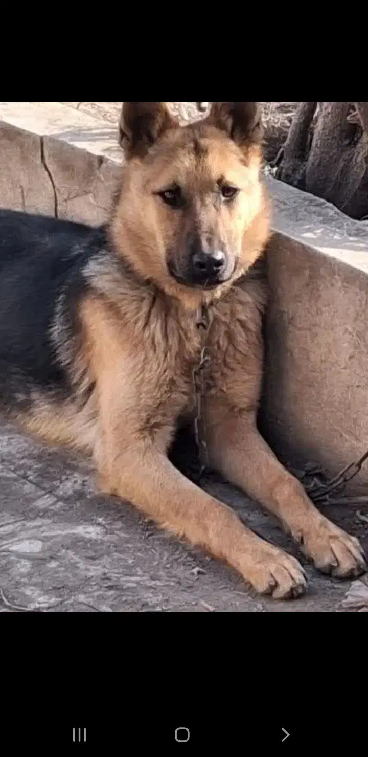 توله ژرمن|سگ|مشهد, امیریه|دیوار