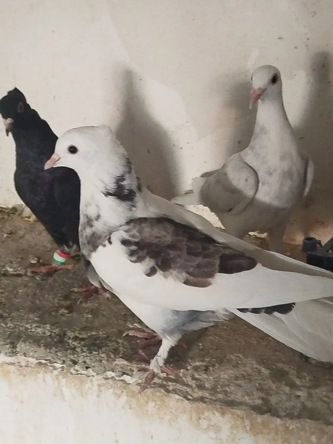 سه عدد کفتر پرشی|پرنده|شیروان (خراسان), |دیوار