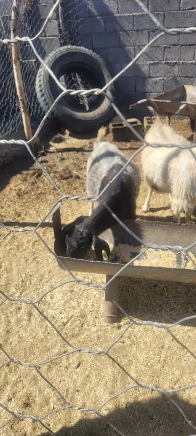 بز محلی|حیوانات مزرعه|پاریز, |دیوار