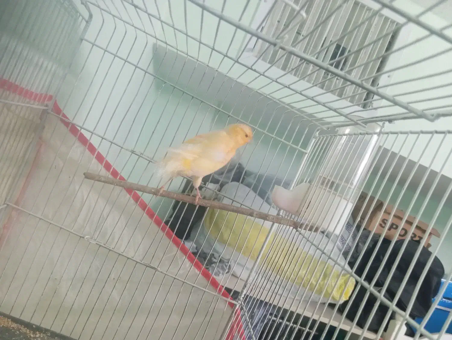 قناری ماده|پرنده|سبزوار, فیاض|دیوار