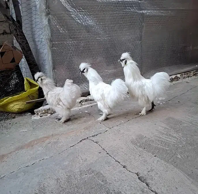 خروس های ابریشمی|حیوانات مزرعه|میانه, |دیوار