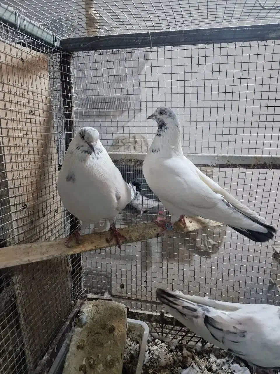 ۲ جفت کفتر ذات دار با جوجه هاش سو قدیم|پرنده|کاشان, زیدی|دیوار