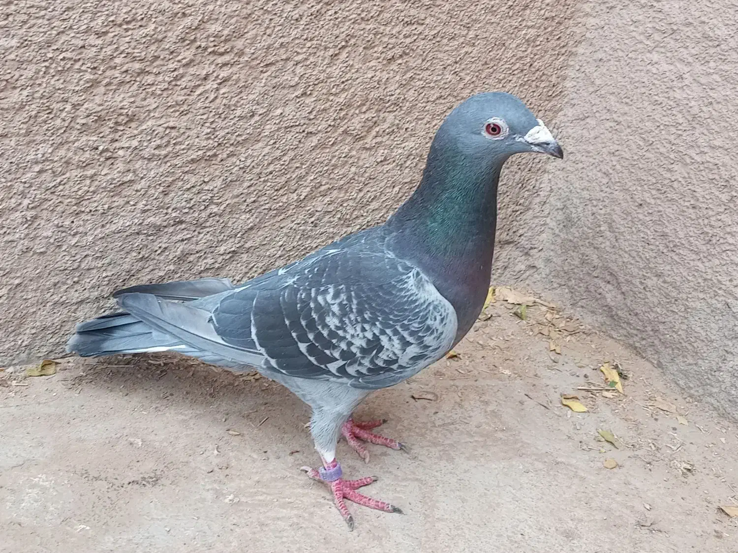 نر اردن خالص|پرنده|درمیان, |دیوار