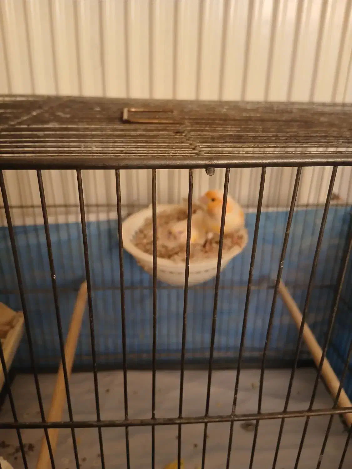 قناری|پرنده|قم, پردیسان|دیوار