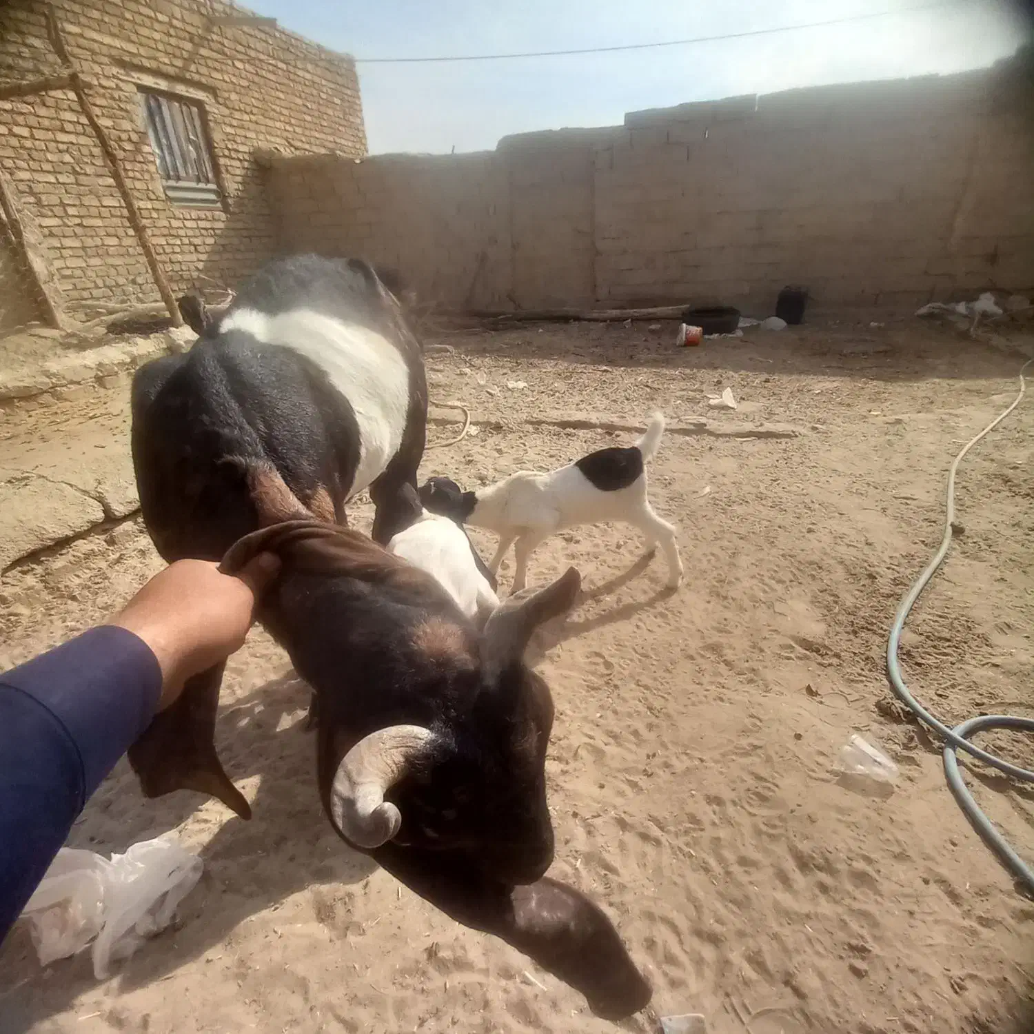 بز گلابی اصل  با دوتا کهر ماده|حیوانات مزرعه|زهک, |دیوار