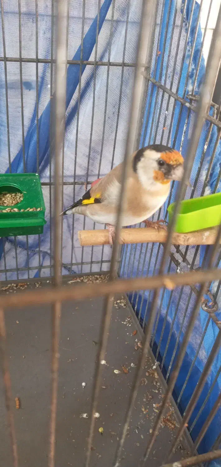 سهره|پرنده|تهران, افسریه جنوبی|دیوار