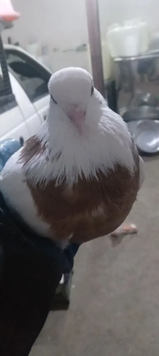 کبوتر|پرنده|جوکار, |دیوار