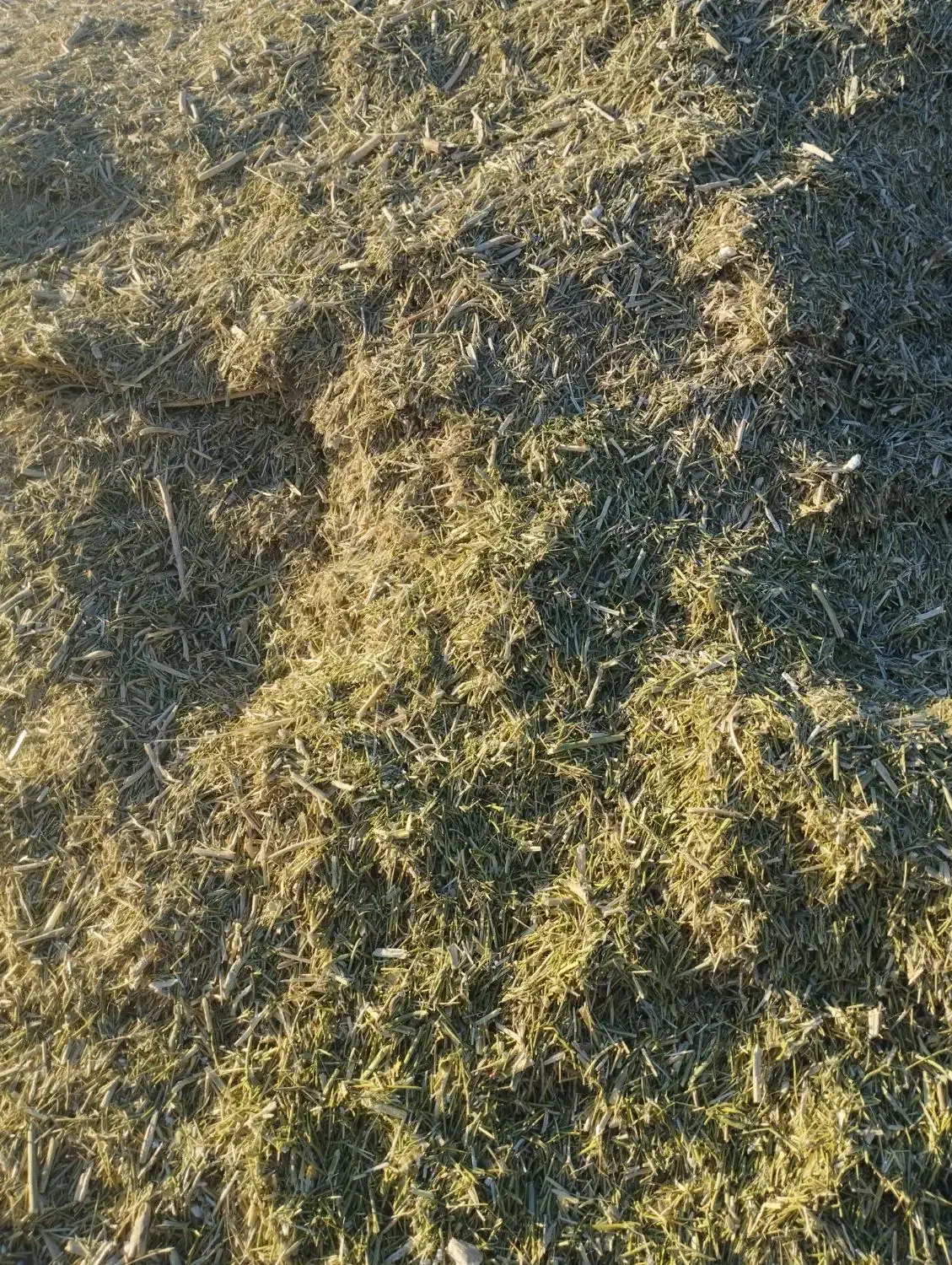 خوراک دام وشتر وغیره|عمده‌فروشی|سبزوار, قصبه غربی|دیوار