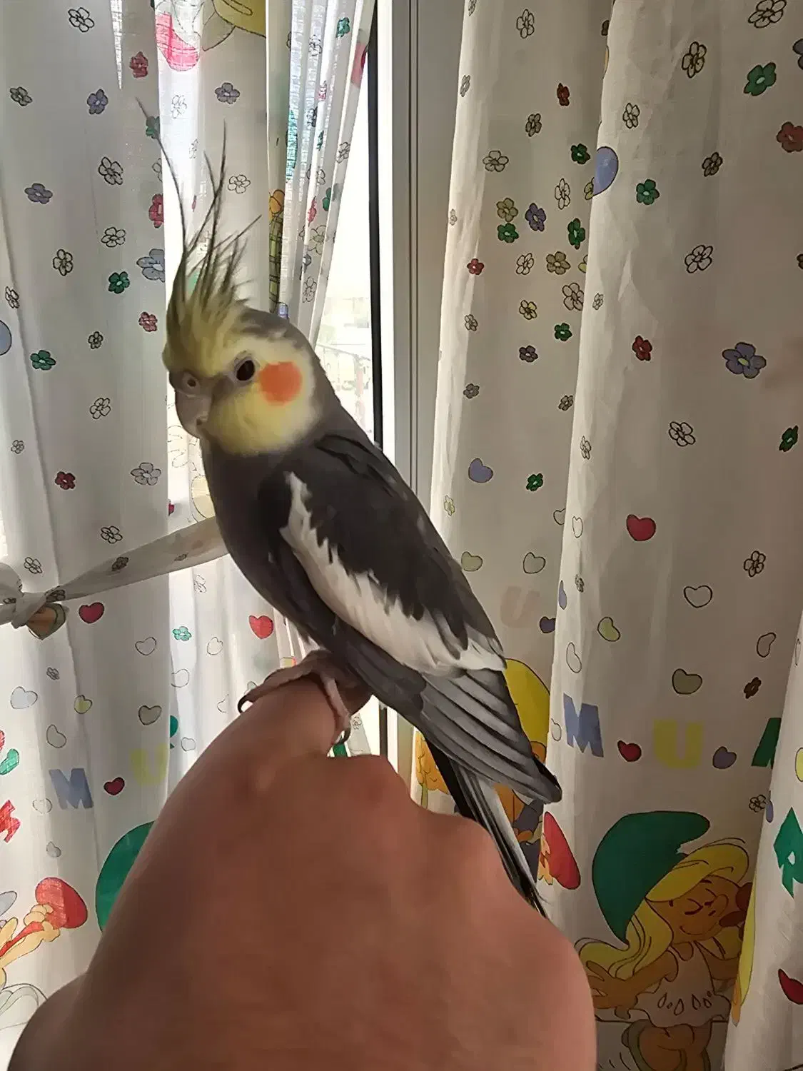 عروس نروماده دستی|پرنده|گرمی, |دیوار