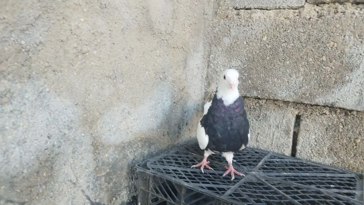 کفتر|پرنده|دهدشت, |دیوار