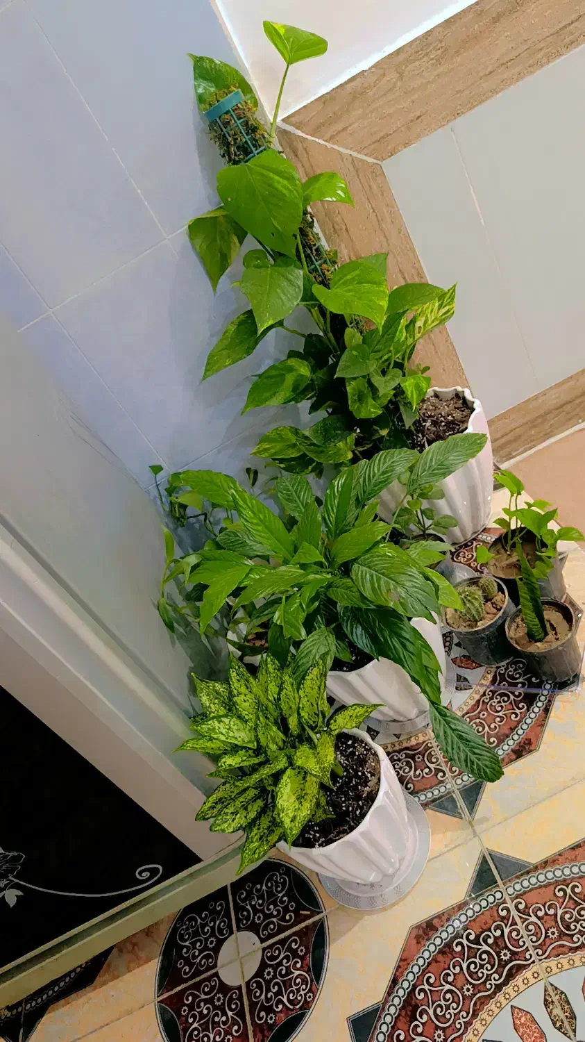 گل های قشنگ و سالم برای فروش|گل و گیاه طبیعی|ایذه, |دیوار