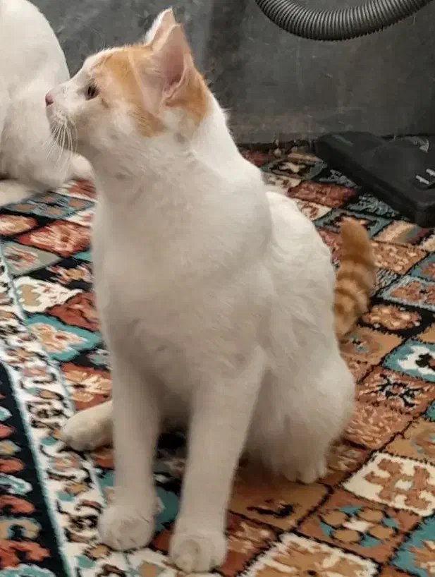 گربه.|گربه|اراک, |دیوار