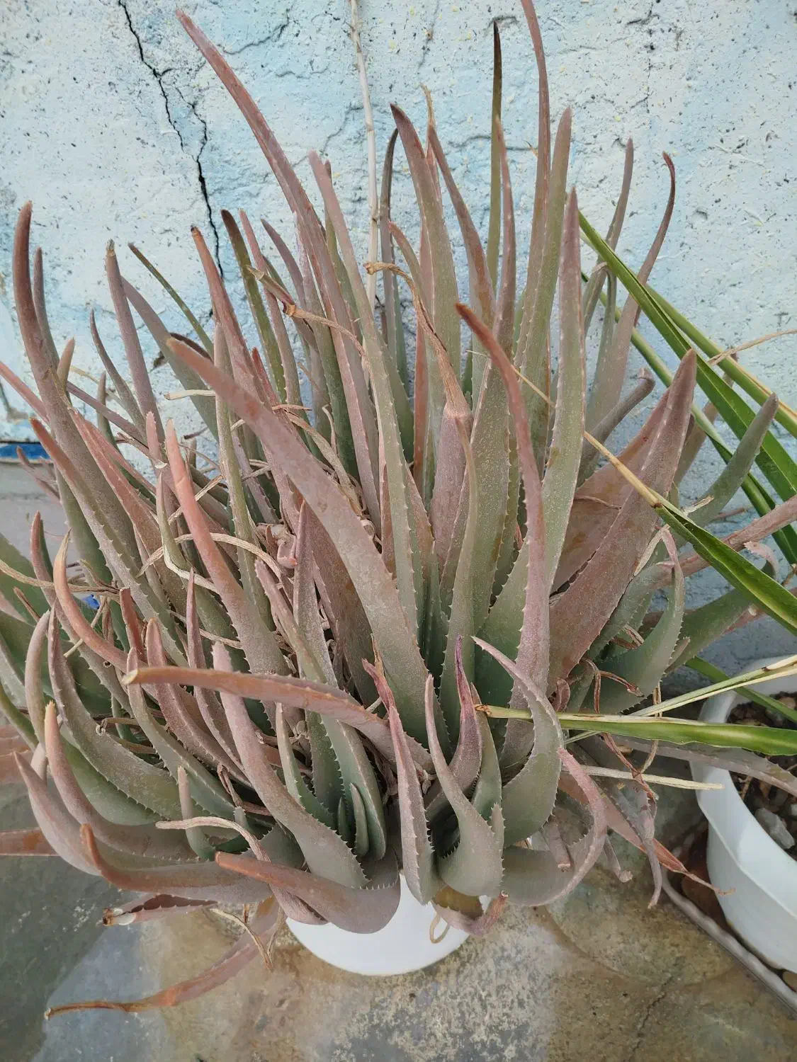 گلهای خونگی مقاوم (باشت)|گل و گیاه طبیعی|دوگنبدان, |دیوار