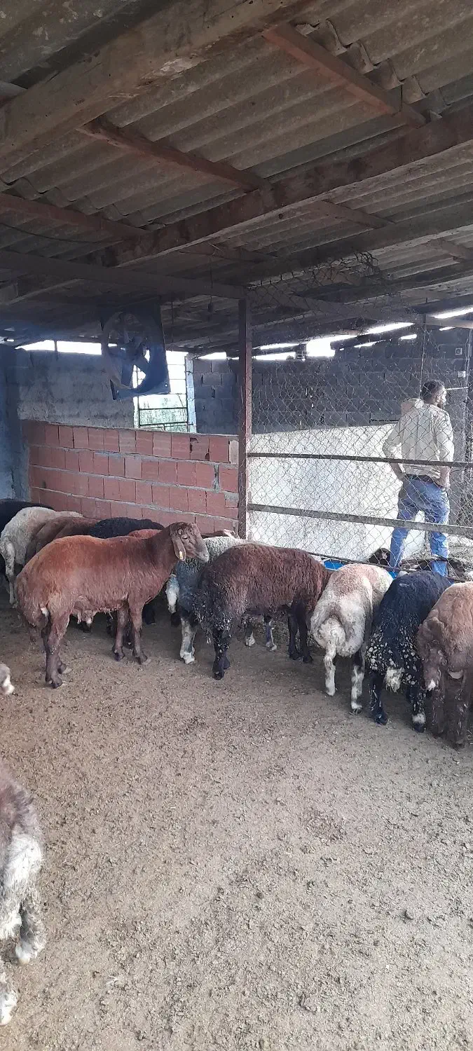 بره برواری|حیوانات مزرعه|بندر گز, |دیوار